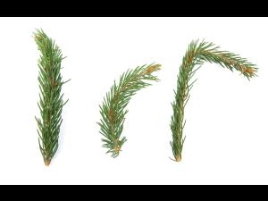 Épinettes_dicamba (4)_4