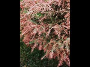 Épinettes_dicamba (4)_5