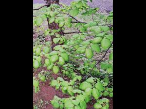 Tilleuls_dicamba (4)_3