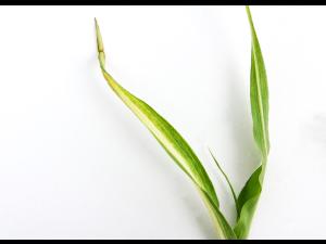 Maïs sucré_glyphosate (9)_2