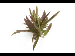 Bleuet en corymbe_glyphosate (9)_7