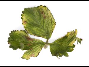 Fraise - glyphosate (9)_28