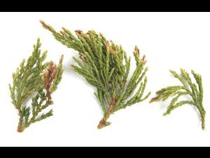 Genévrier_glyphosate (9)_2