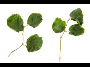 Noisetier - dicamba (4)_1