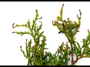 Thuyas_dicamba (4)_5