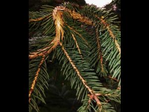 Épinette du Colorado - dicamba (4)_2