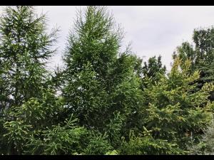 Mélèze laricin - dicamba (4)_1