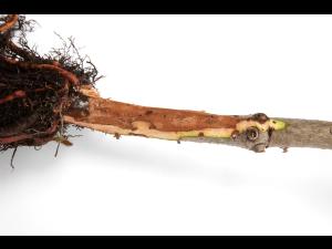 Sapins_pourriture des racines (Phytophthora abietivora)