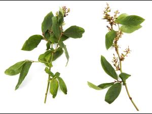 Bleuet en corymbe - dicamba (4)_3