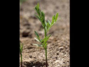 Vesce jargeau(Vicia cracca)_id