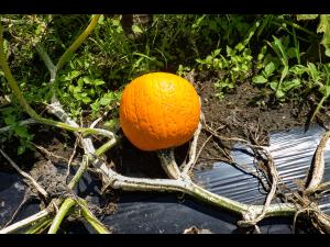Citrouille plectosporium tabacinum