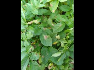 Pomme de terre - Mildiou (Phytophthora infestans)