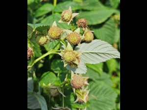 Cladosporiose framboise