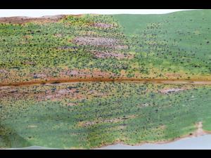 Mais - Tache goudronneuse (Phyllachora maydis)