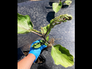 Aubergine - S-Métolachlore (15)_5