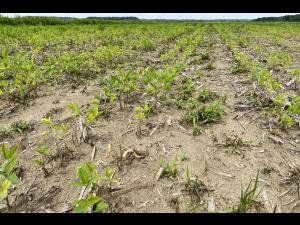 Soya - Heterodera glycines (NKS)