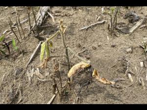 Soya - Heterodera glycines (NKS)