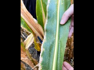 Mais - Tache goudronneuse (Phyllachora maydis)