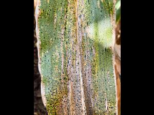 Mais - Tache goudronneuse (Phyllachora maydis)