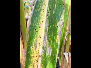 Mais - Tache goudronneuse (Phyllachora maydis)
