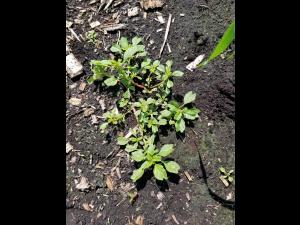 Amarante livide(Amaranthus blitum)_1