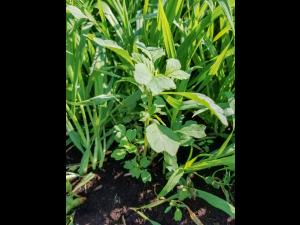 Amarante livide(Amaranthus blitum)_2