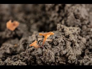 Sclerotinia_sclerotiorum_2