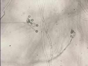 Pythium_sp._1
