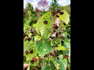 Famboise - brûlure bactérienne (Erwinia amylovora)