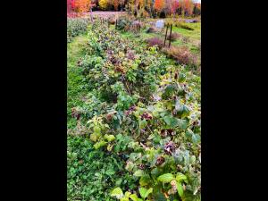 Famboise - brûlure bactérienne (Erwinia amylovora)