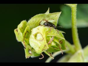 Psylliodes attenuata