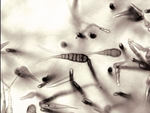 Alternaria_cichorii_3