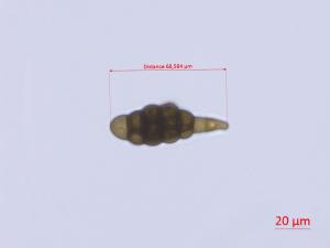 Alternaria_japonica_4