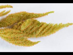 Arthuriomyces_D30067-1