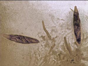 Botryosphaeria_02_LQ