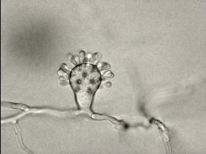 Cephaliophora_tropica-01_LQ