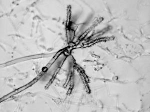 Chromelosporium-15_LQ