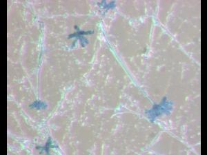 Chromelosporium-1_LQ