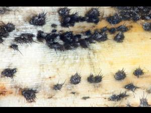 Colletotrichum_circinans_D39112-1_lq