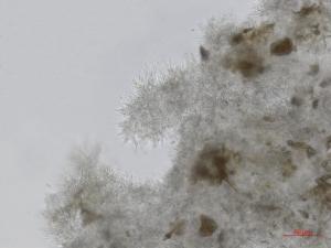 Cytospora_leucostoma_2