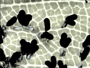 Diachea_leucopodia_1