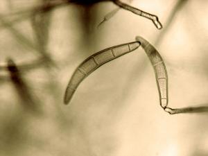 Drechslera_stenospila_1