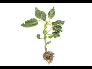 Poivron, Piment - S-Métolachlore (15)_2