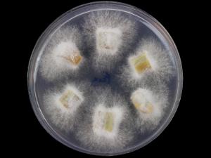 Fusarium_oxysporum_4