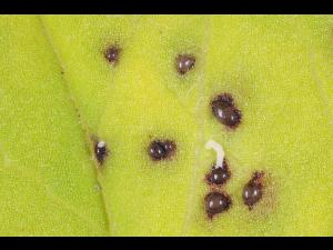 Gloeosporidiella_ribis_1