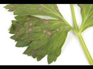 celeri_sep_41427b_ad_iriis