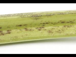 celeri_sep_41427e_ad_iriis