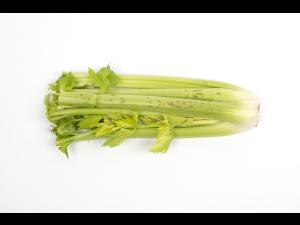 celeri_sep_41611a_lp_iriis