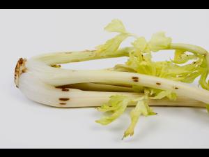 celeri_sep_42384a_dh_iriis