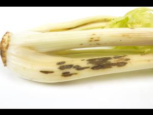 celeri_sep_42384b_dh_iriis